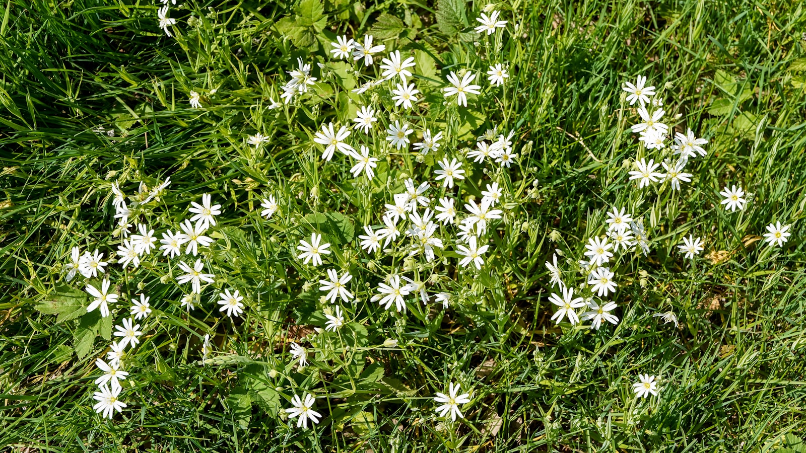 Small white flowers scattered across green grass