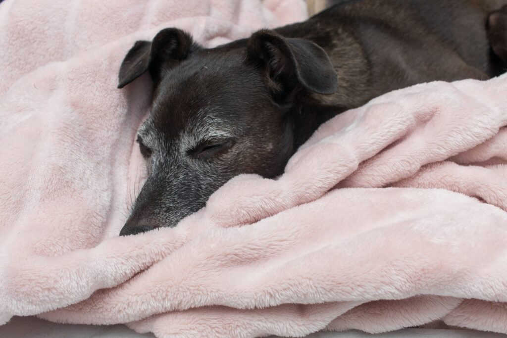 brown short coated dog covered with pink blanket