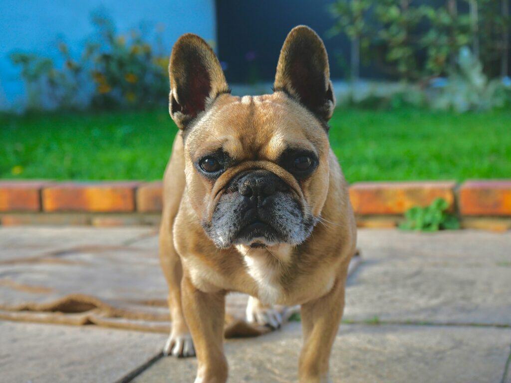 a small French bulldog standing on top of a sidewalk pavement