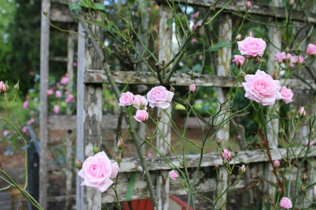 a bunch of pink roses growing in a garden