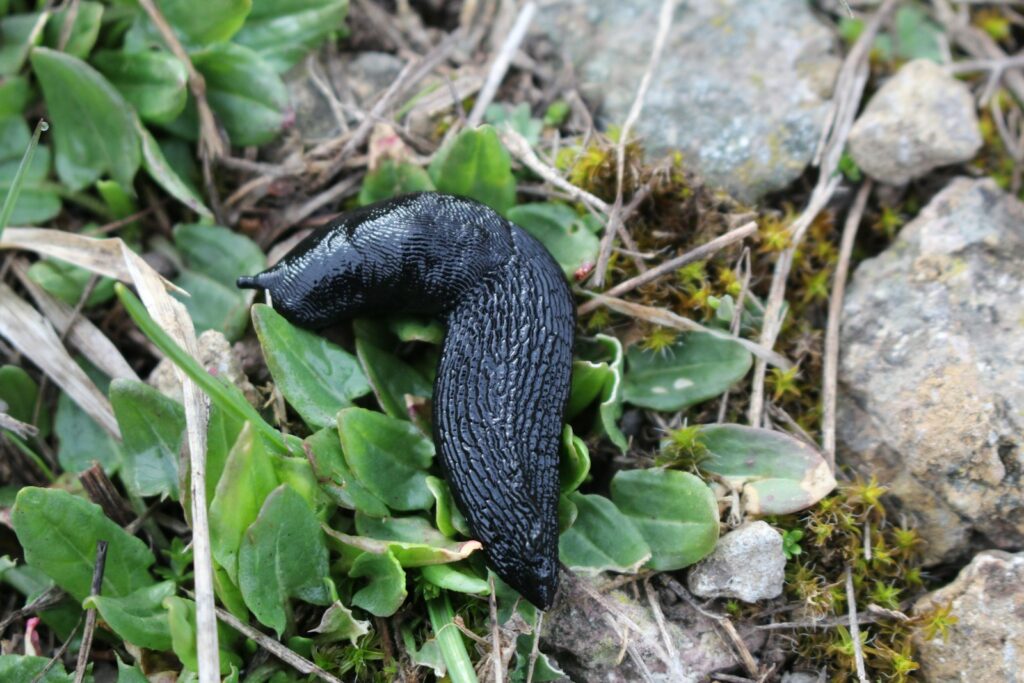 A black slug rests among green leaves.