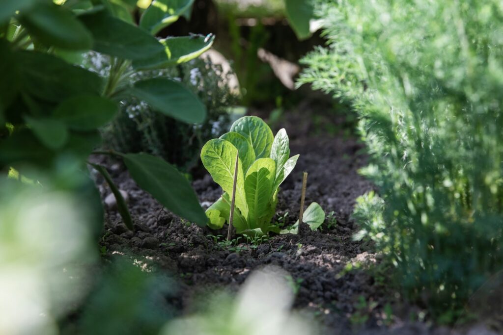 green leaf plant on ground