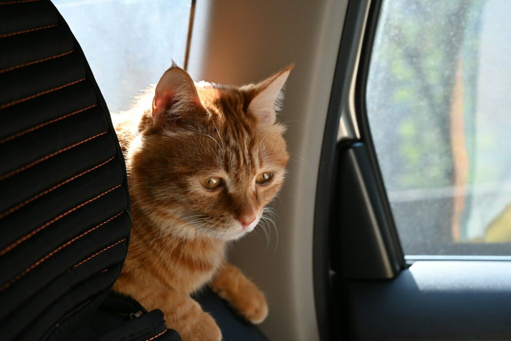 An orange cat sits in a car.