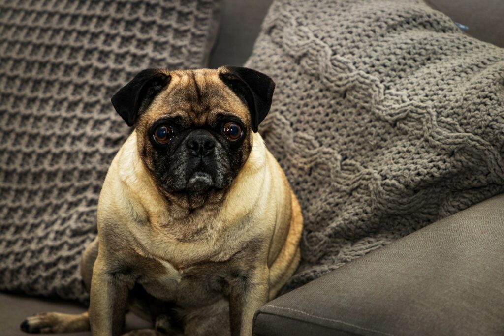 short-coat brown pug beside throw pillow