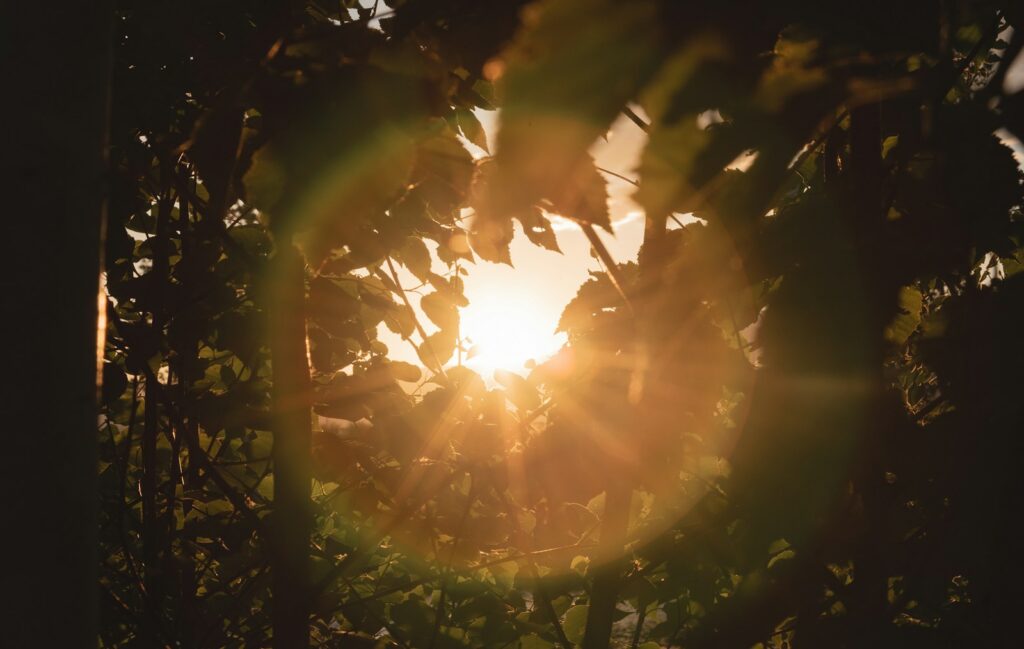 sun rays coming through green leaves