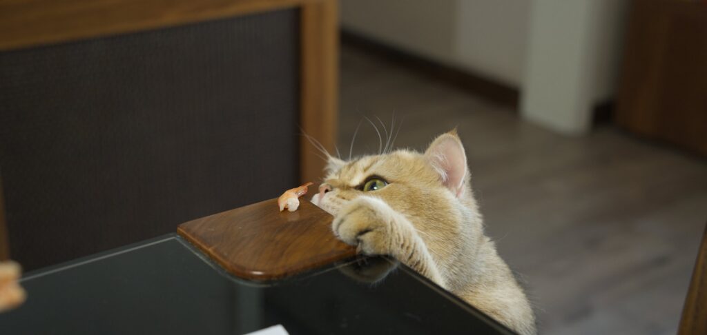 Kitten chews on a wooden table edge.