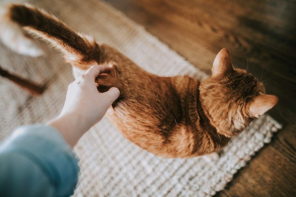 tail posture