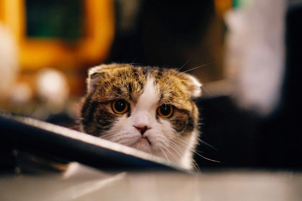 small cat