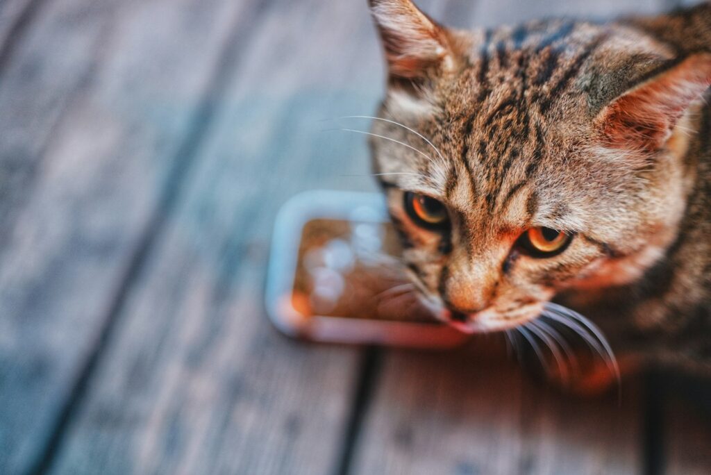 A tabby cat eats from a small dish.