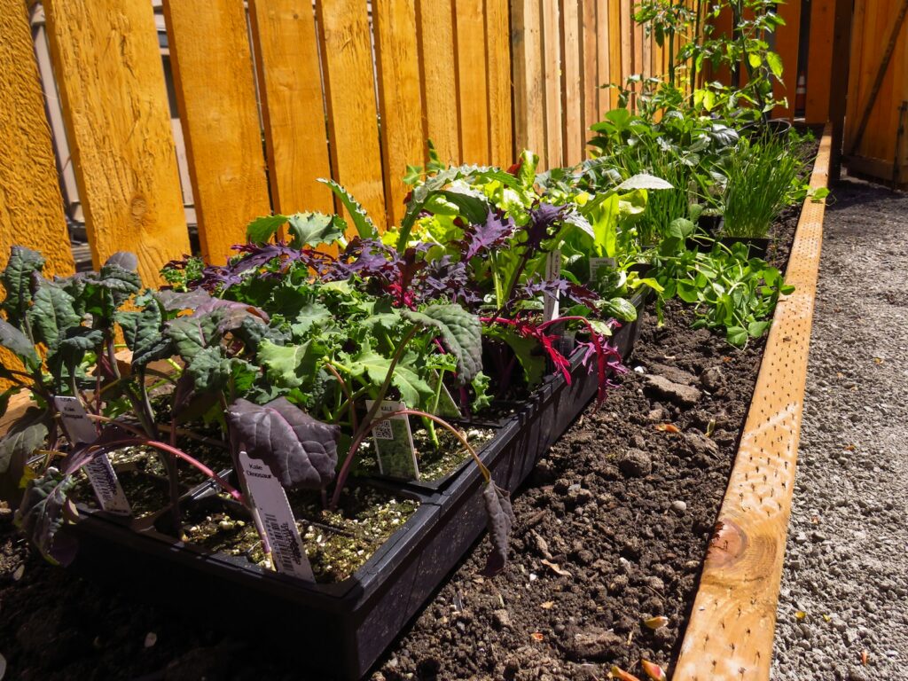 Raised garden beds with plants 