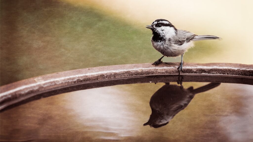 a small bird perched on a metal rail