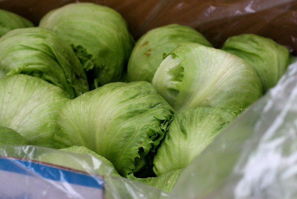 Miniature iceberg lettuce
