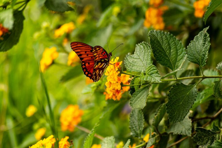 A colorful butterfly perched on bright yellow flowers amidst lush green leaves, captured outdoors.
