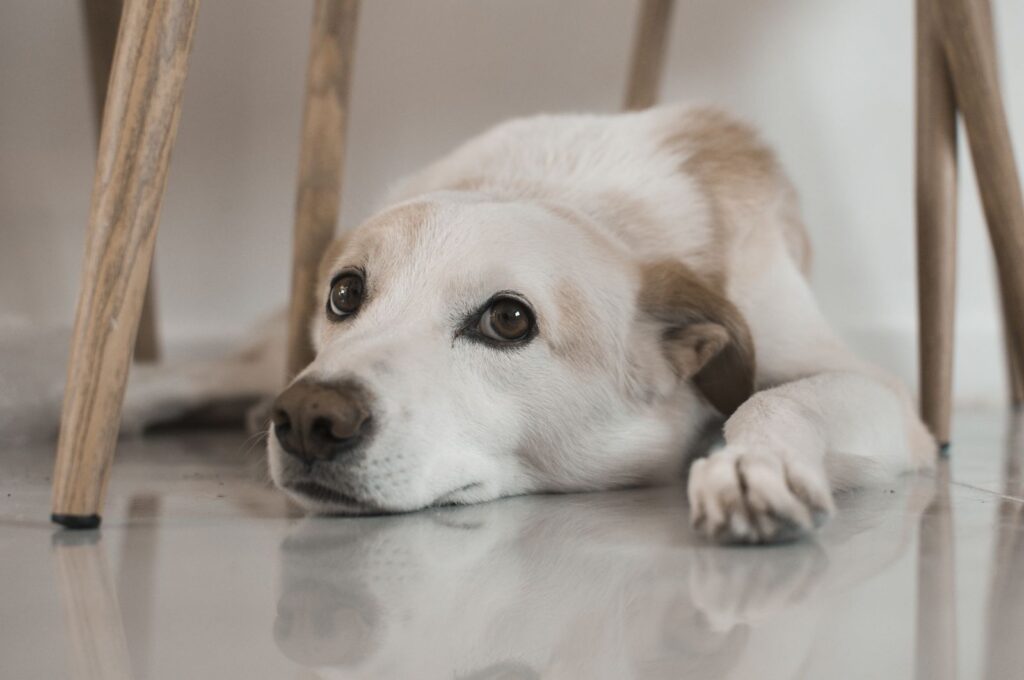 A calm dog lying on a shiny floor, gazing into the distance in a cozy home setting.
