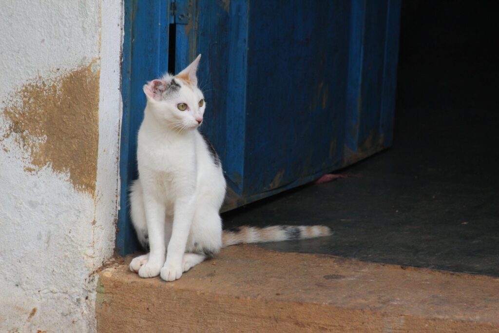 A curious tabby cat sitting by a blue door indoors, exuding curiosity.