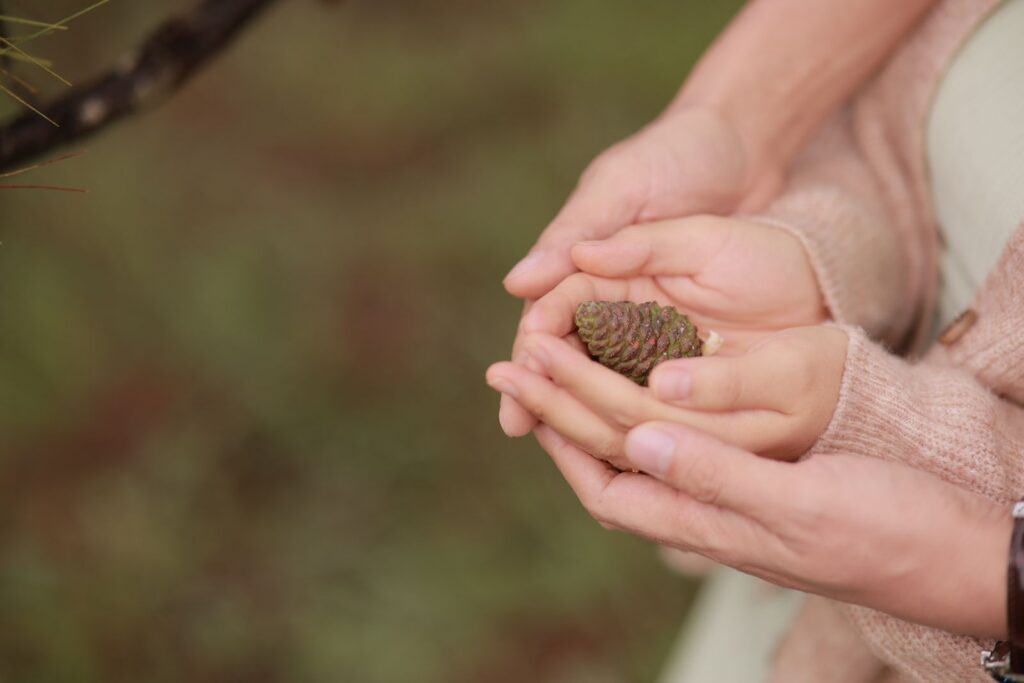 Parent and child hands gently holding a pine cone, nurturing nature's wonder.