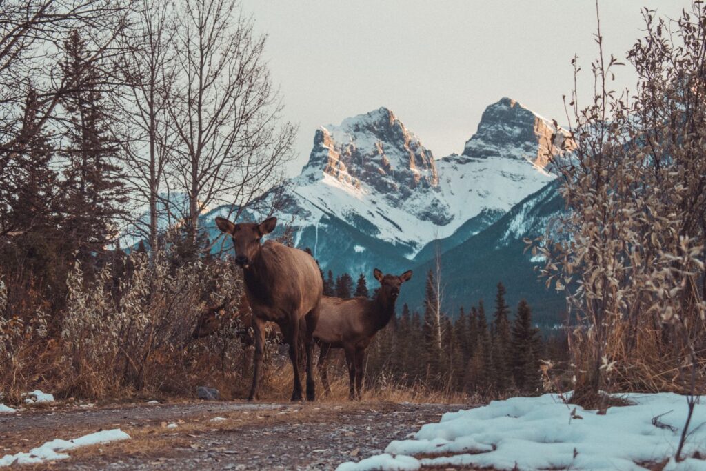 Elk standing on a snowy country road with snow-capped mountains in the background.