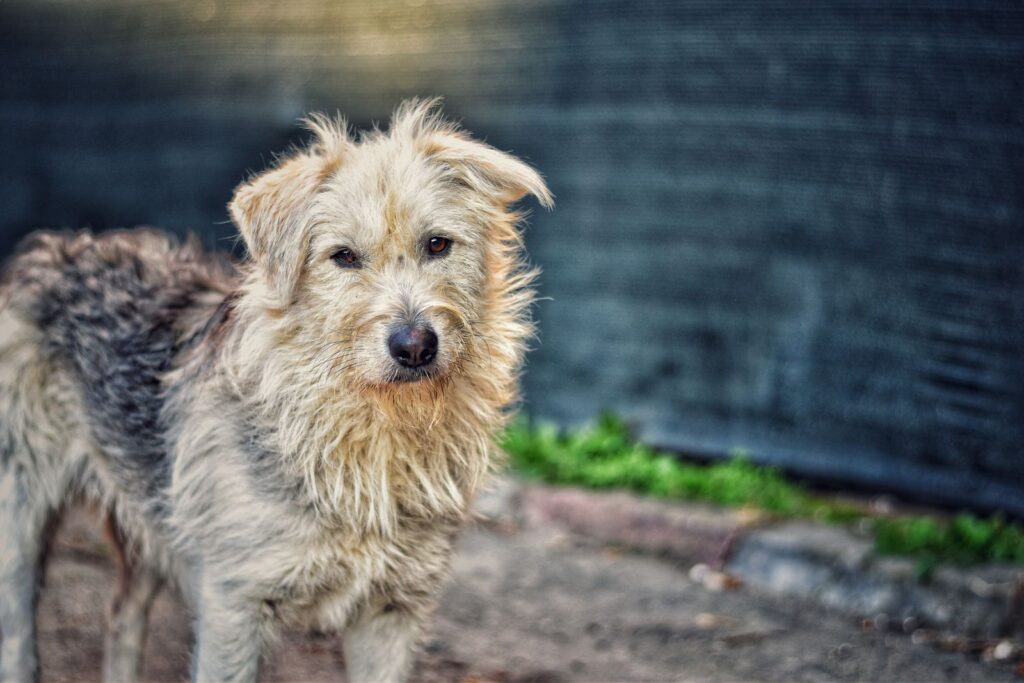 Close-up portrait of a fluffy dog with a rustic background, showcasing its natural charm.