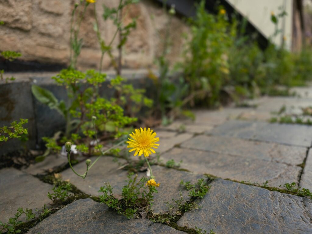 A single yellow dandelion grows through stone pavement.