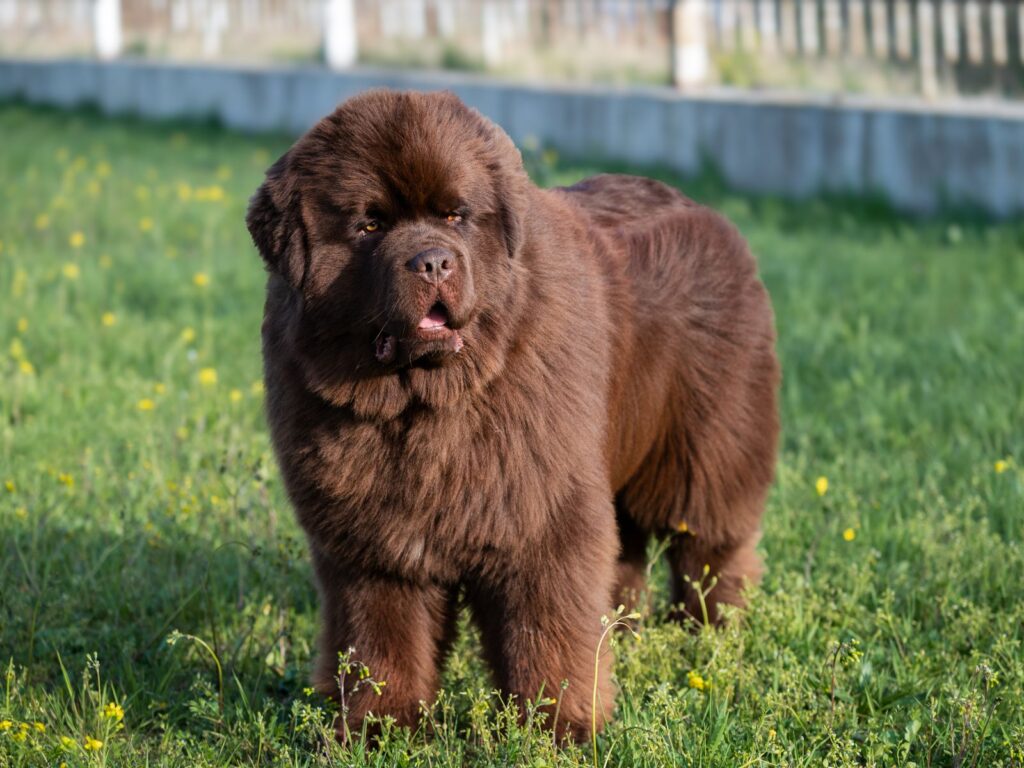 Majestic brown Newfoundland dog standing in a lush green meadow during daylight.