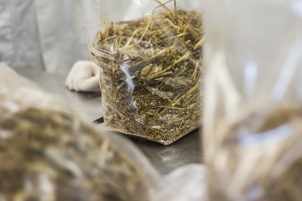 Plastic bag with mushroom straw substrate
