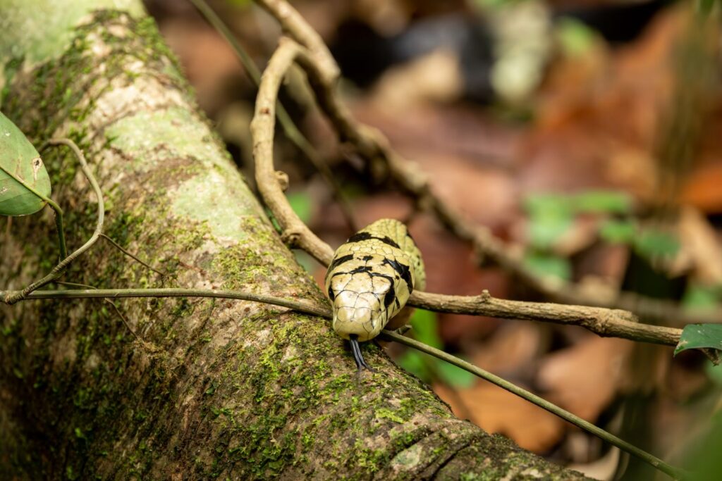 A detailed view of a snake with scales and tongue out crawling over a moss-covered branch in a forest setting.