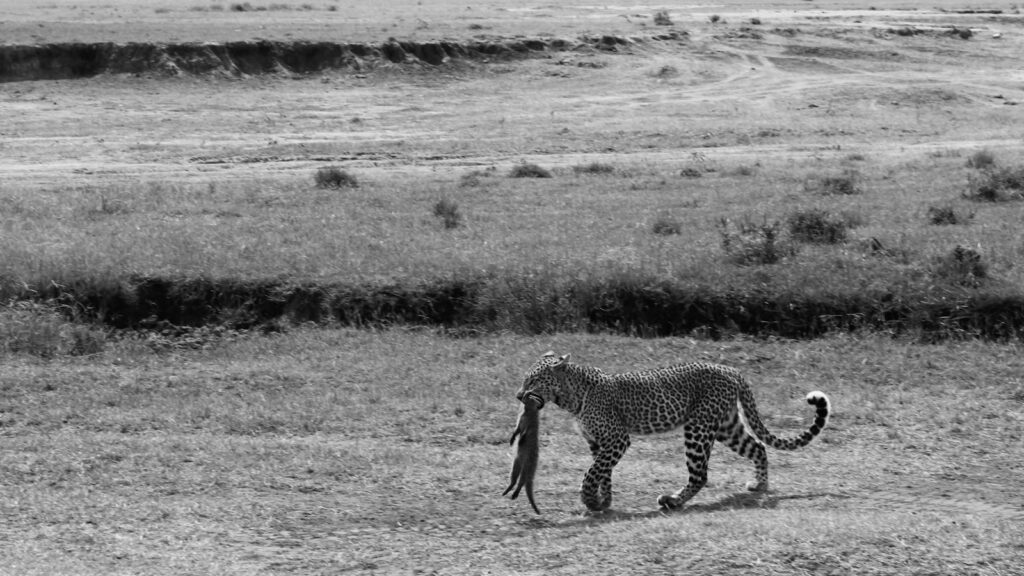 Leopard carrying prey across a dry savanna landscape.