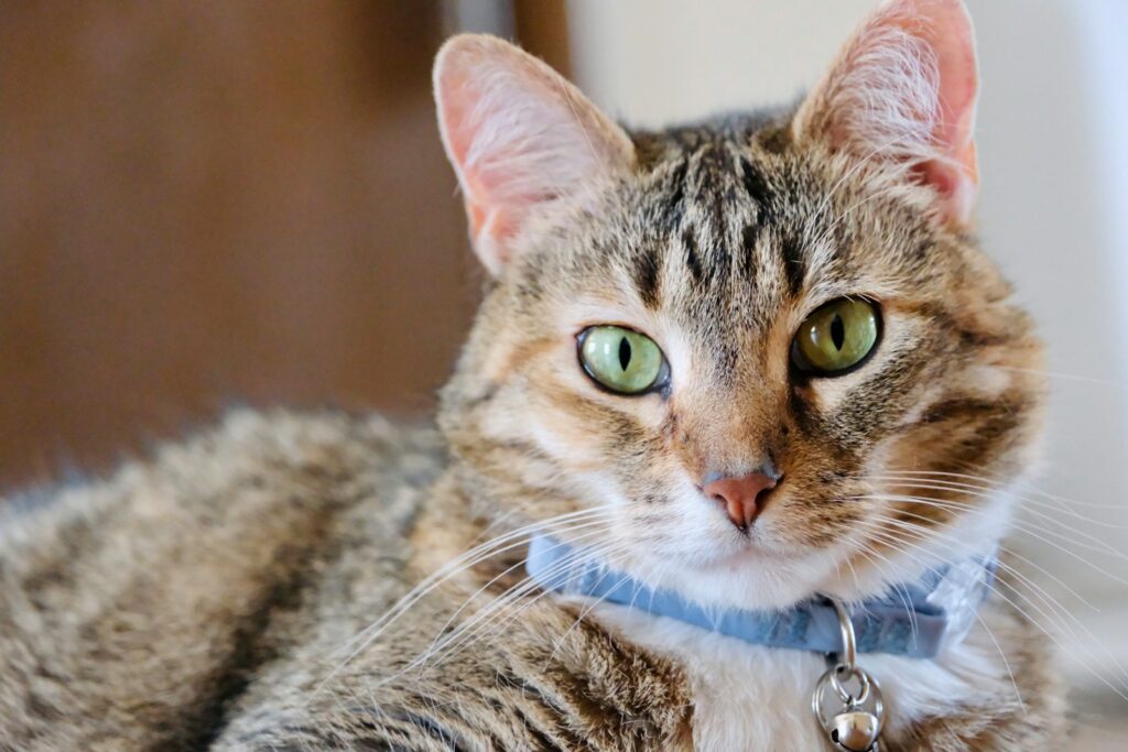 a close up of a cat wearing a collar