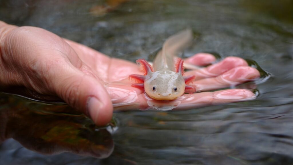 A close-up view of a hand holding an axolotl in clear water, showcasing unique details.