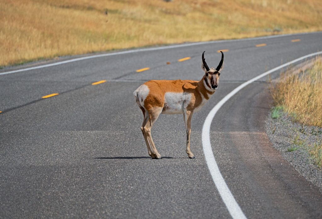 A pronghorn antelope standing on a road in Wyoming, USA, during summer.