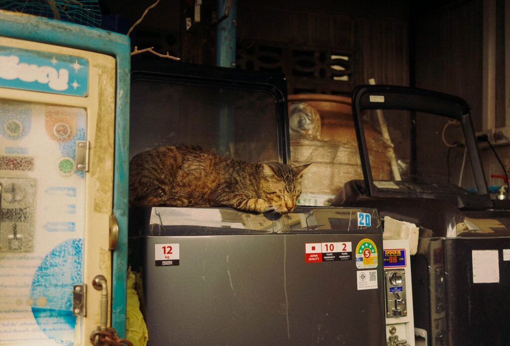 A cat relaxes atop a washing machine at an outdoor laundry space in Bangkok, Thailand.