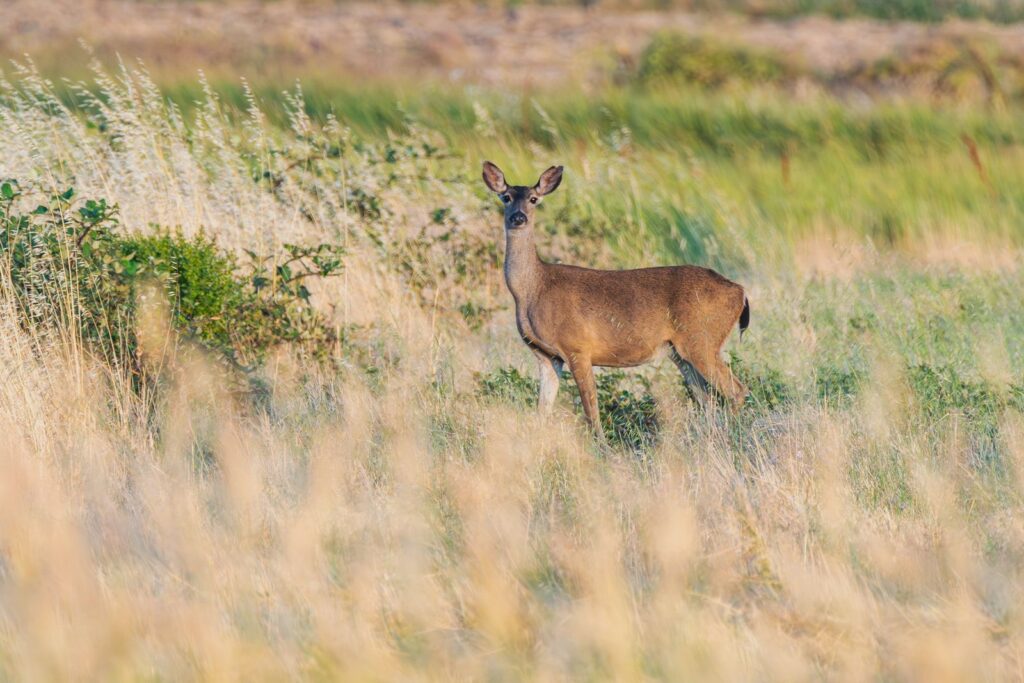A lone deer stands alert in a grassy field, surrounded by golden summer grass.