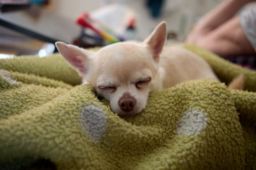 A peaceful Chihuahua sleeping on a cozy green blanket, evoking warmth and cuteness.