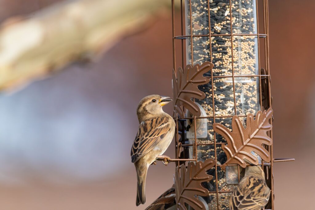 House sparrow perched on a decorative seed feeder during daytime in Canonsburg, PA.