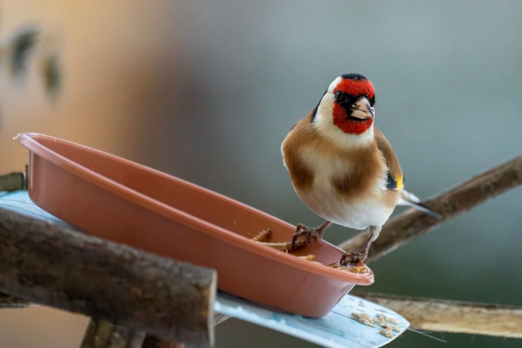 Close-up of a colorful goldfinch feeding outdoors in winter, highlighting its vivid plumage.