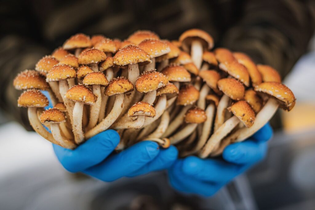 A vibrant cluster of fresh mushrooms showcased by a vendor wearing blue gloves, epitomizing organic farm-to-table produce.