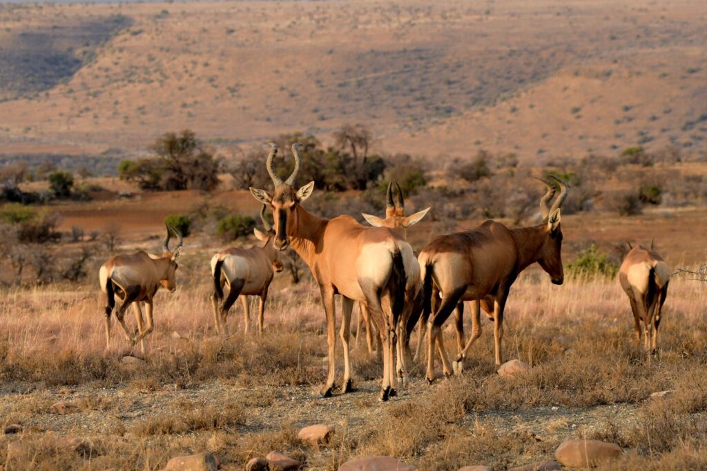 A herd of antelopes grazing in the South African savanna under daylight.