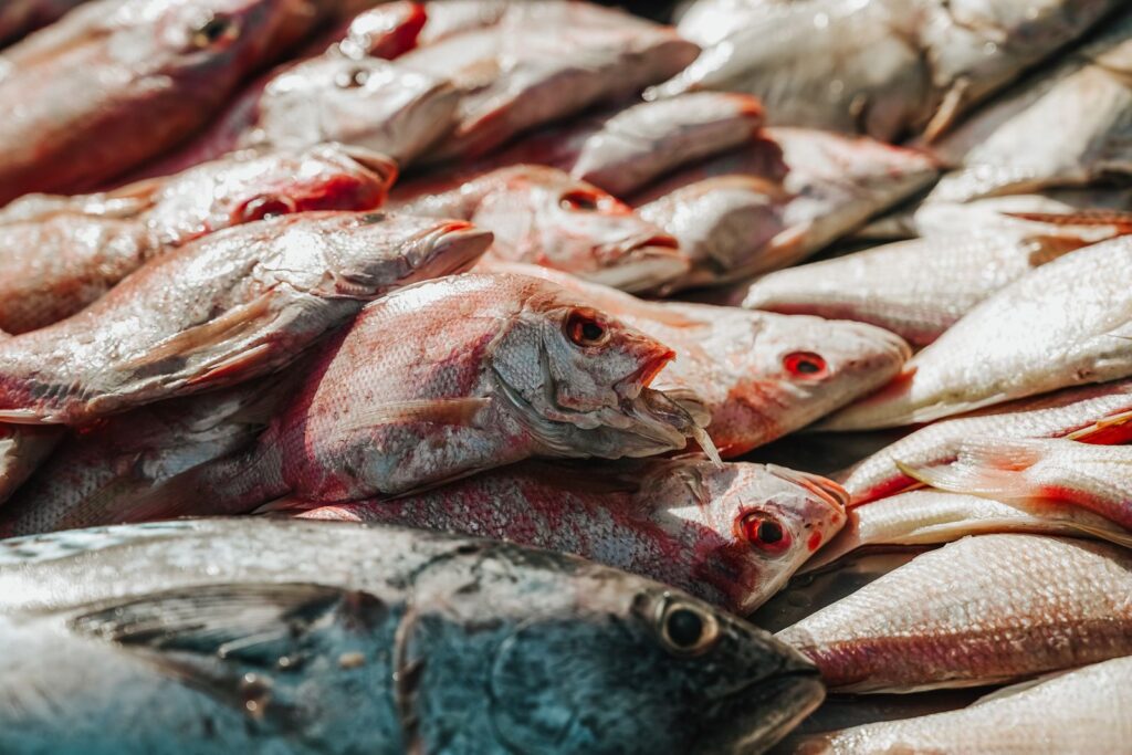 Close-up of various freshly caught fish displayed at a market