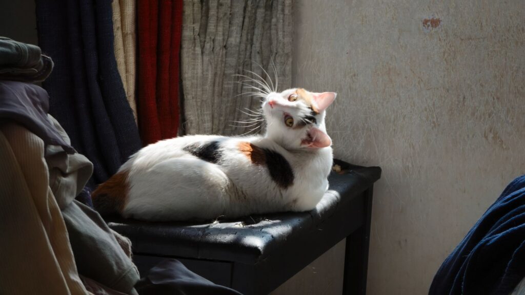 A calico cat lounging in a sunlit room with curtains and shadows.