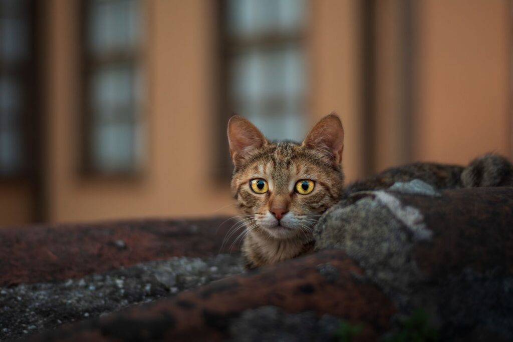 A tabby cat peering over a wall in Antalya, showcasing its striking eyes in a candid outdoor setting.