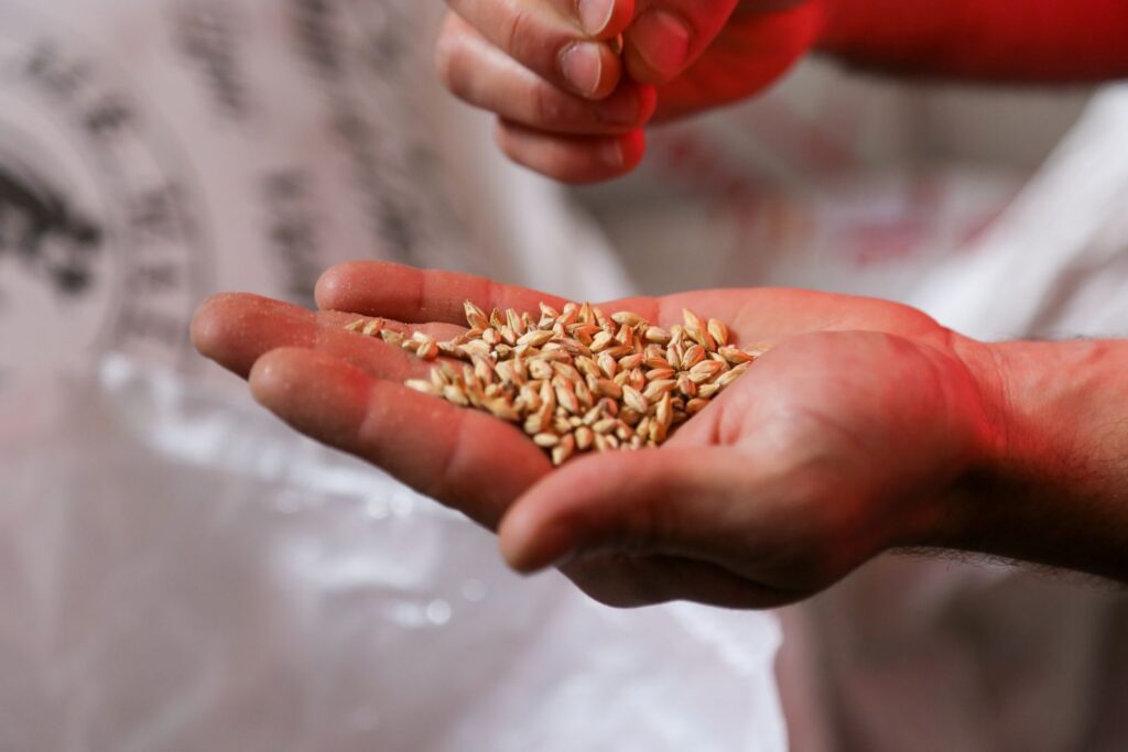 Close-up of human hands holding barley seeds, showcasing texture and detail.