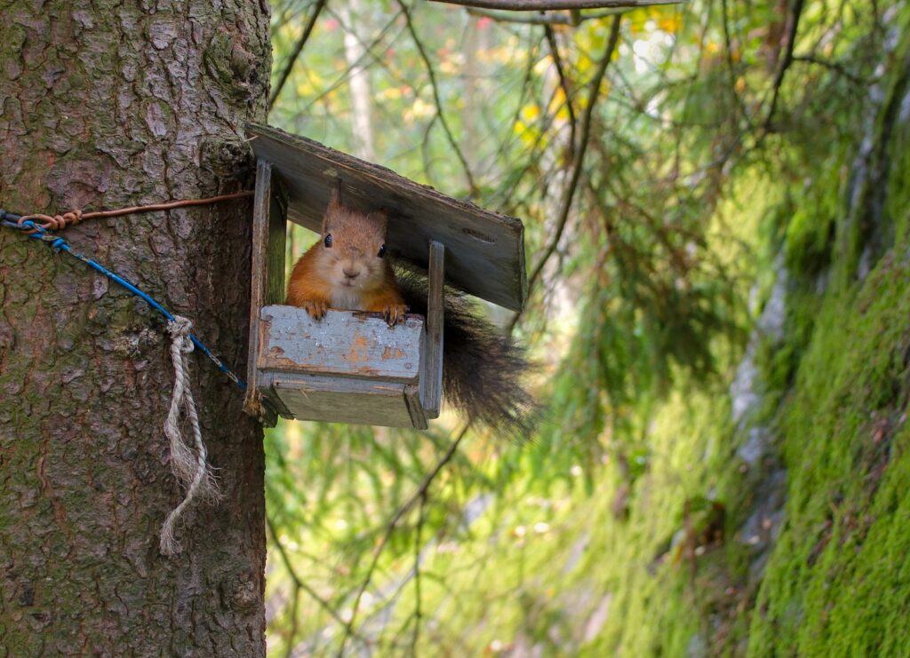 brown squirrel