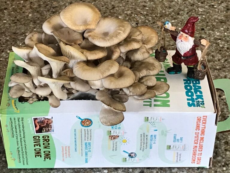 Organic mushroom growing kit experiment
