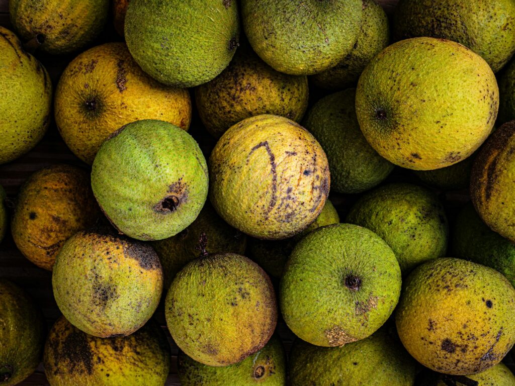 Pile of green and yellow unripe walnuts