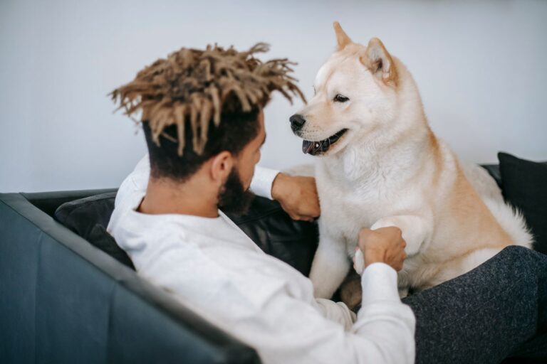 Back view of anonymous African American male with dreadlocks touching paw of purebred adorable Akita Inu dog