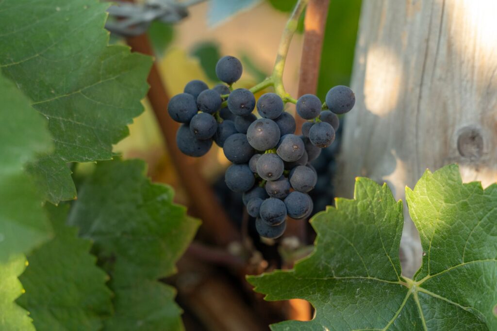 Close-up of fresh grapes on a vine surrounded by lush green leaves under sunlight.