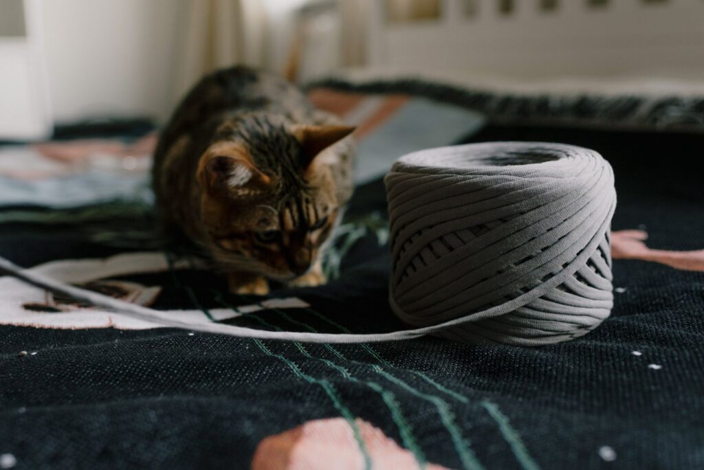 Alert kitten playing with twine on a textured surface, showcasing playful animal behavior.
