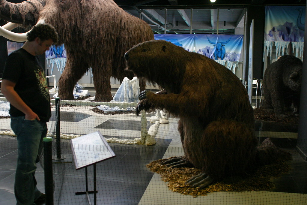 Person looking at Giant Beaver at museum