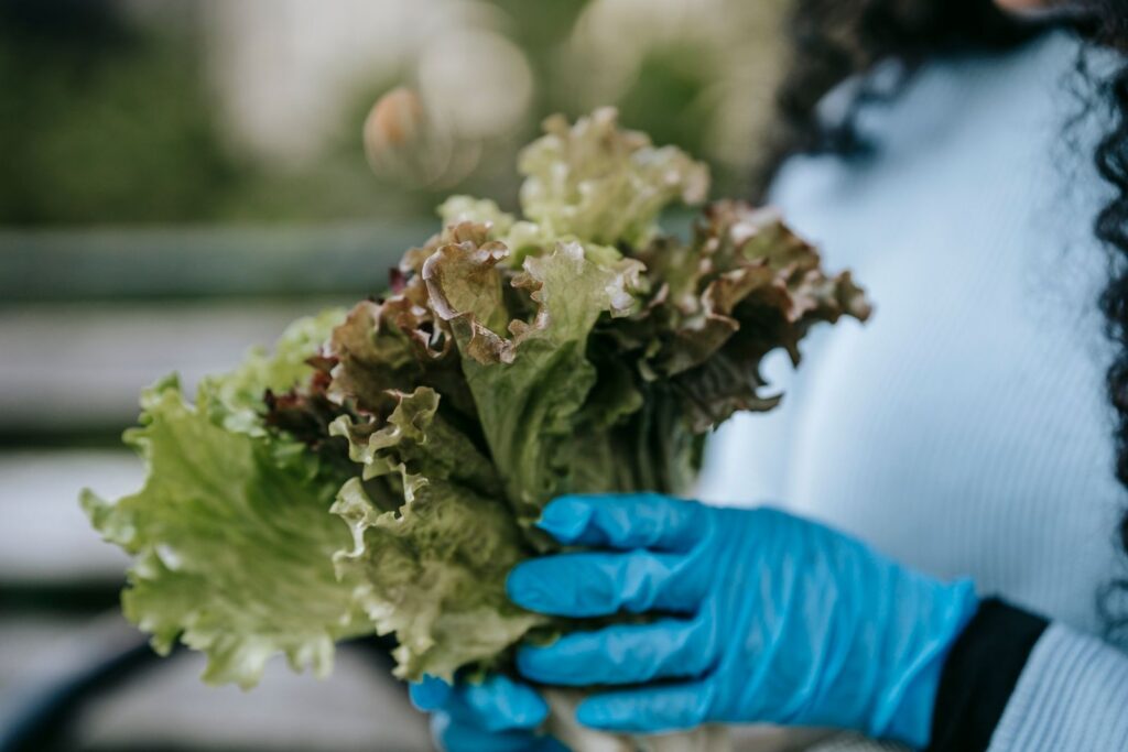 Crop anonymous female in casual clothes and blue gloves demonstrating bouquet of green lettuce leaves in hands in daytime in street