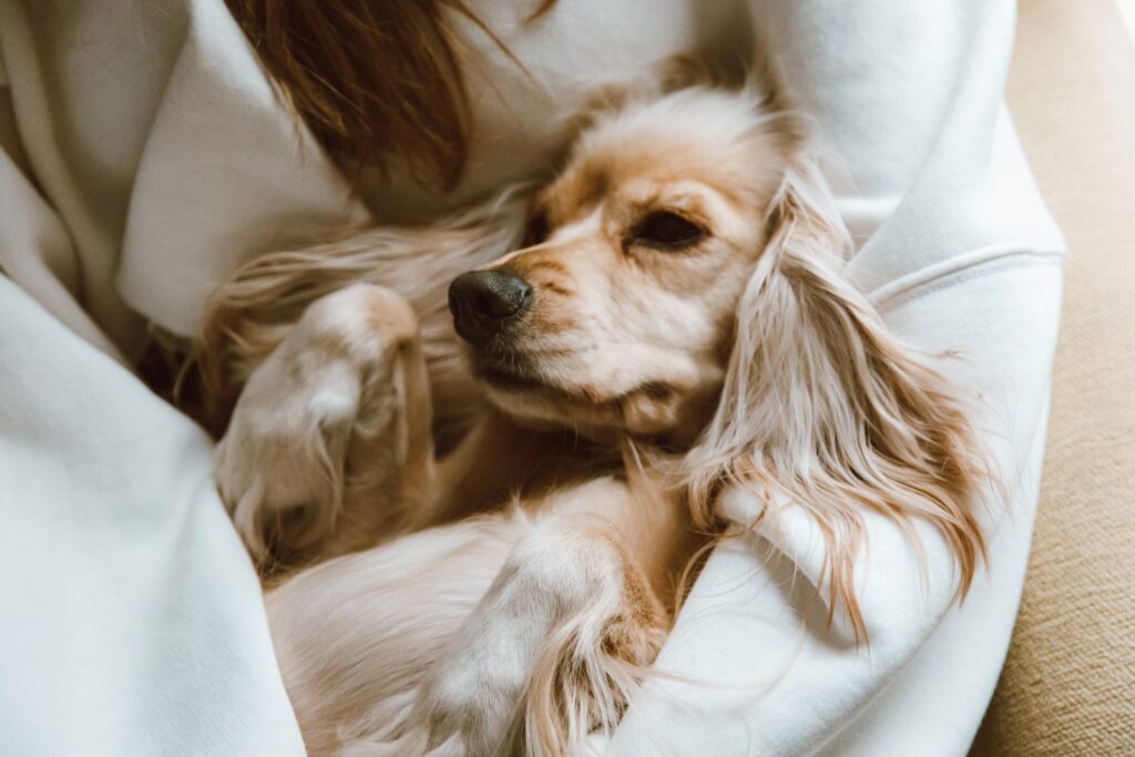 Cute Cocker Spaniel snuggled in a cozy embrace, perfect for pet lovers.